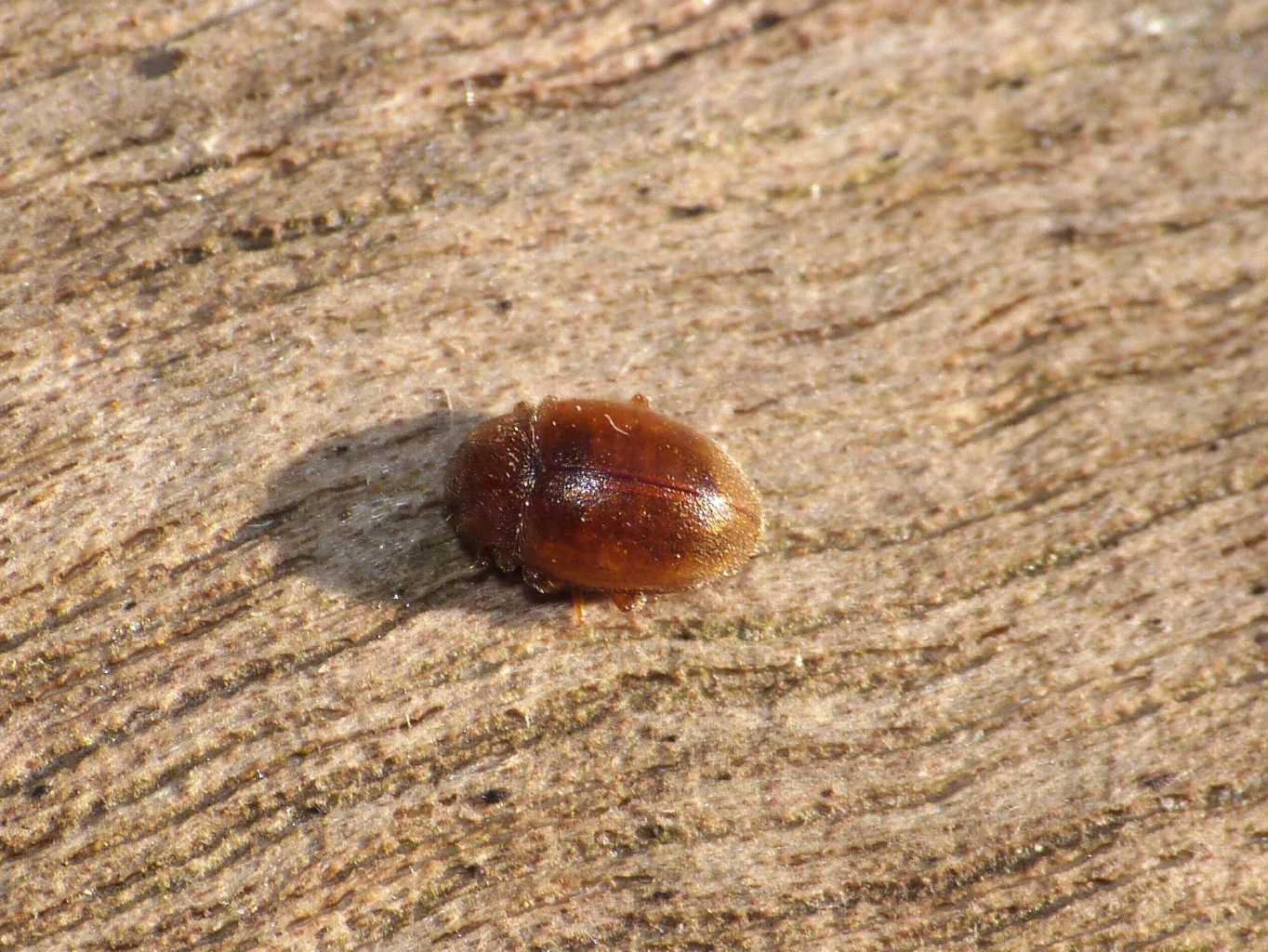 Rhyzobius sp. (Coccinellidae)